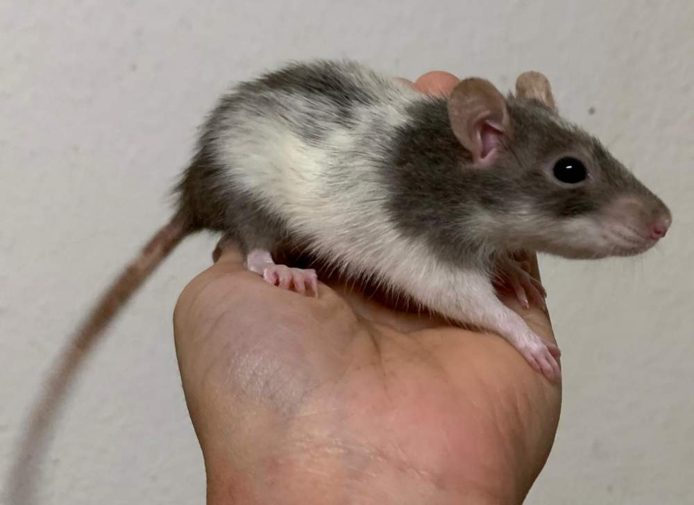 Fancy rat Breeder Rattus norvegicus 