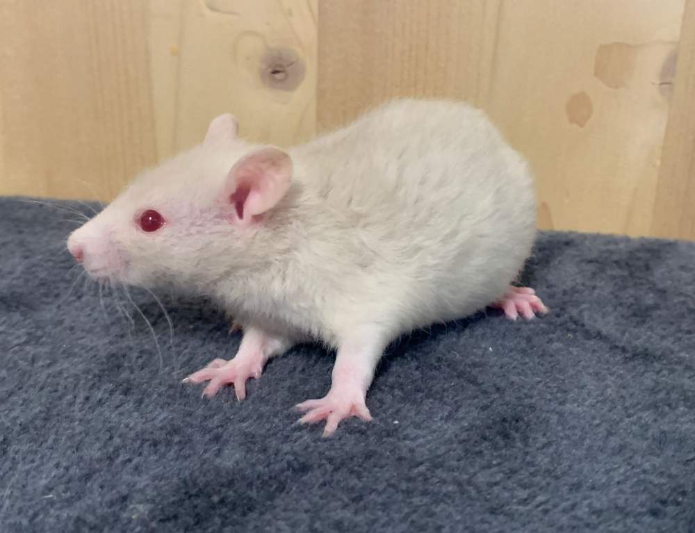 Fancy rat Breeder Rattus norvegicus 