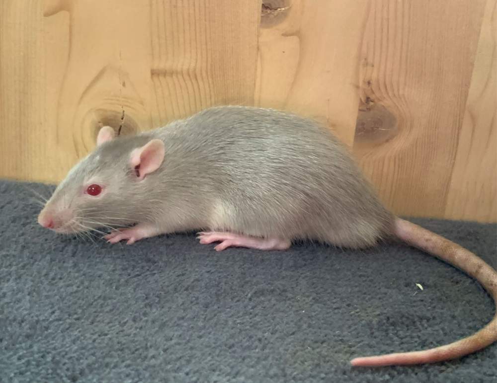 Fancy rat Breeder Rattus norvegicus 
