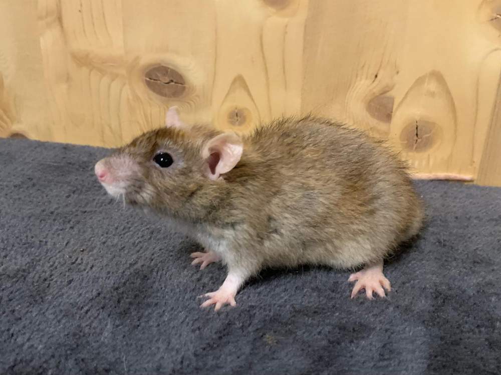 Fancy rat Deceased Rattus norvegicus 