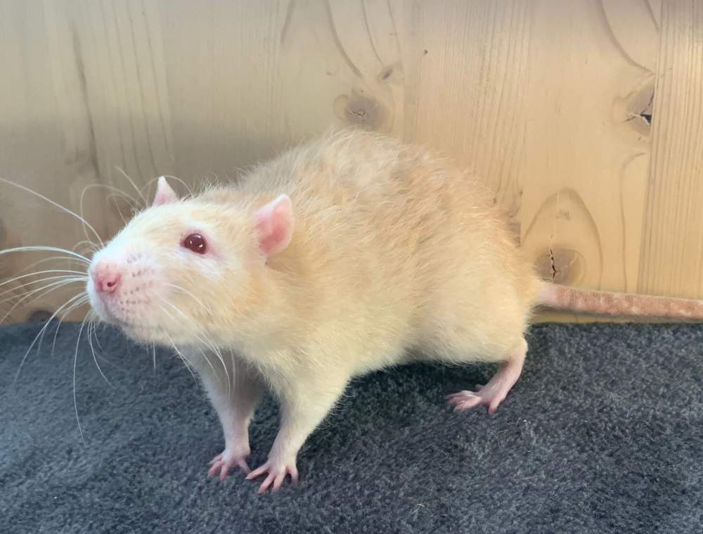 Fancy rat Breeder Rattus norvegicus 