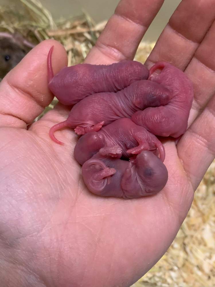 Fancy rat Breeder Rattus norvegicus 