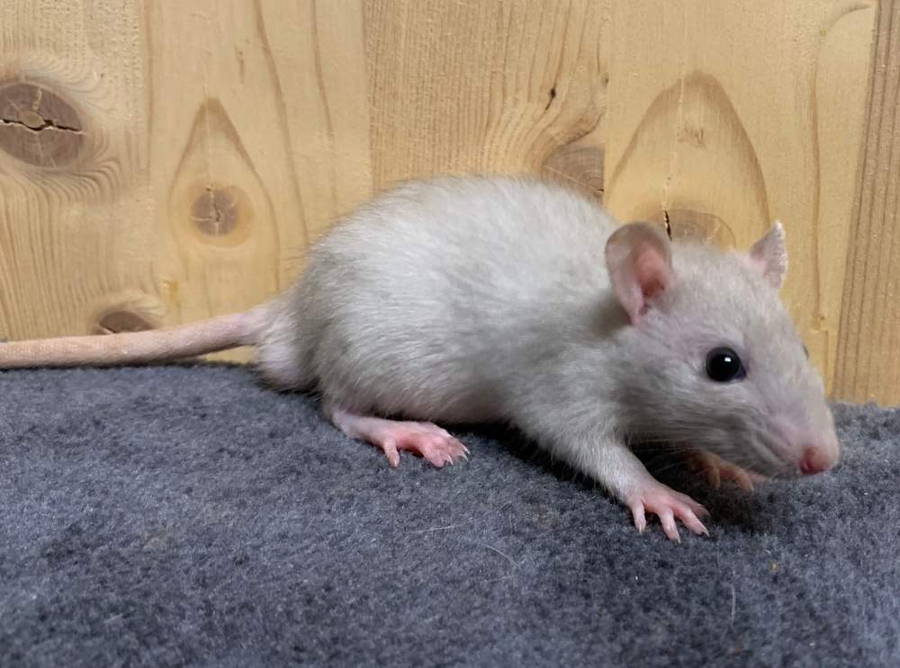 Fancy rat Breeder Rattus norvegicus 