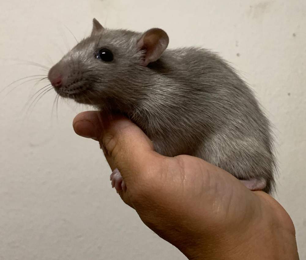 Fancy rat Breeder Rattus norvegicus 