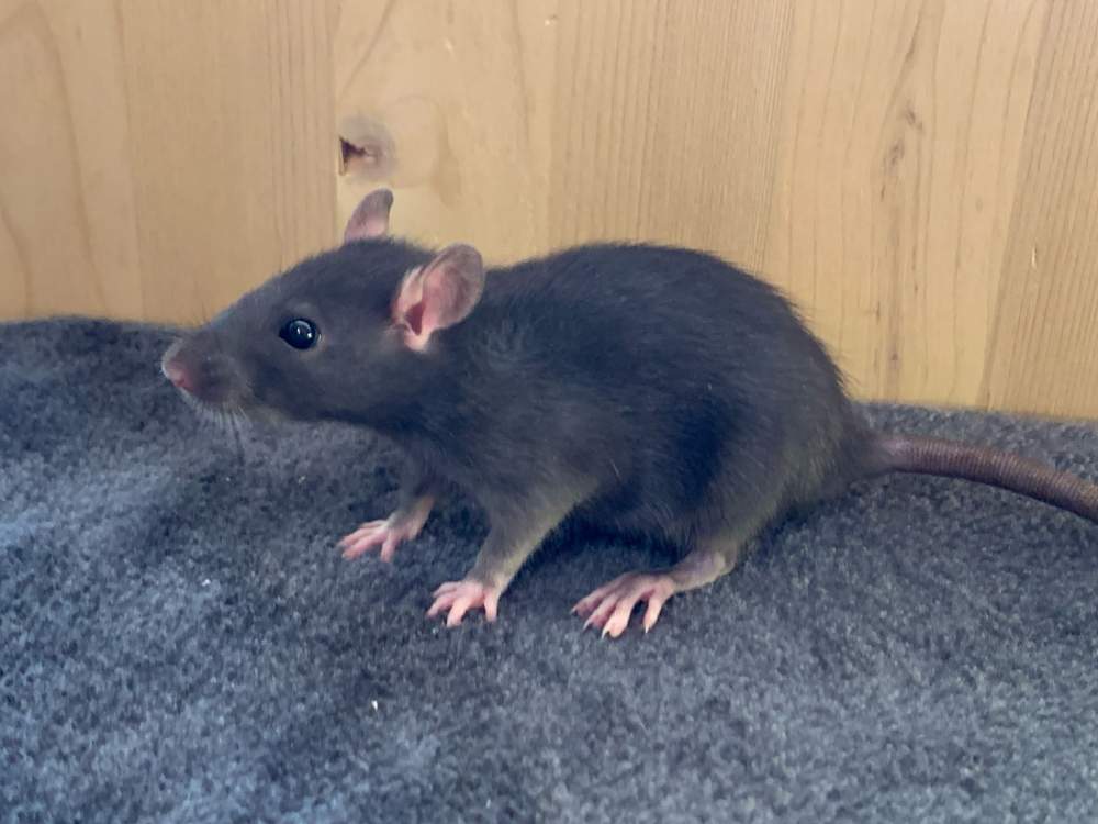 Fancy rat Breeder Rattus norvegicus 