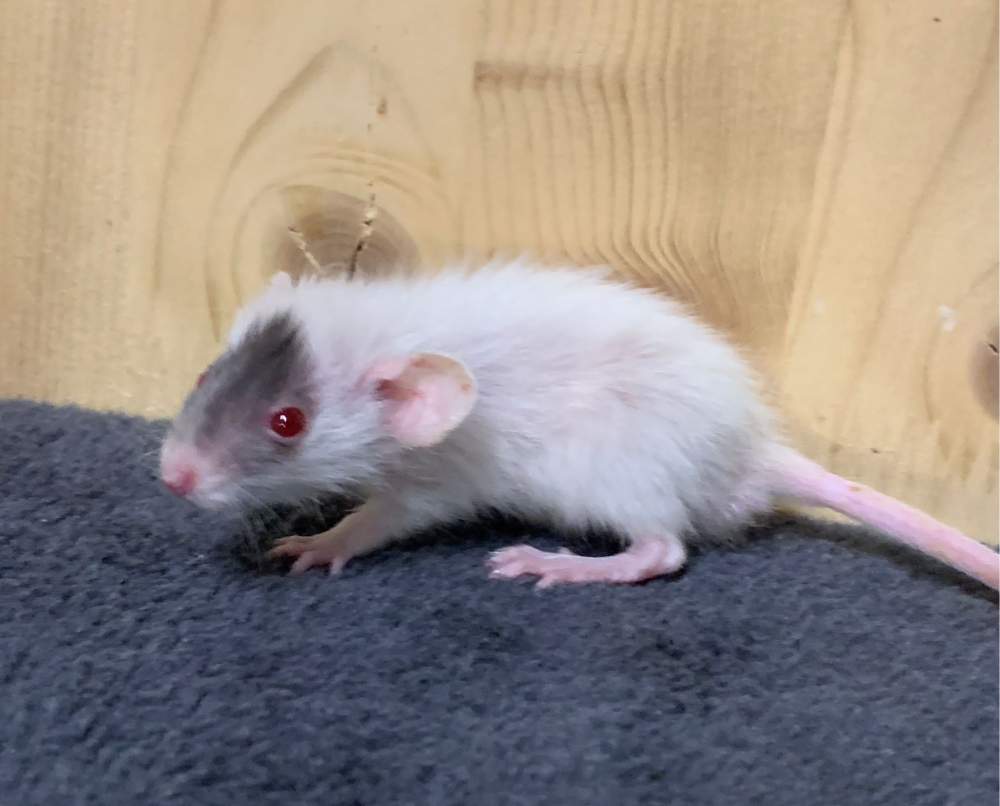 Fancy rat Breeder Rattus norvegicus 