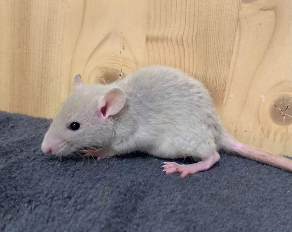 Fancy rat Breeder Rattus norvegicus 