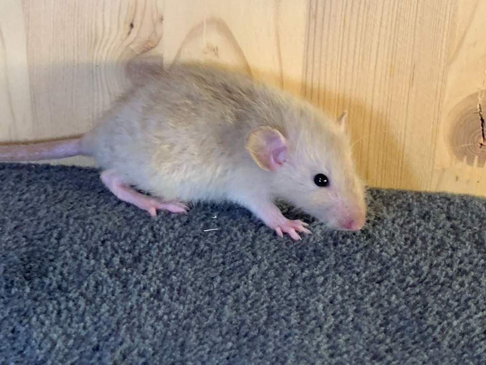 Fancy rat Breeder Rattus norvegicus 