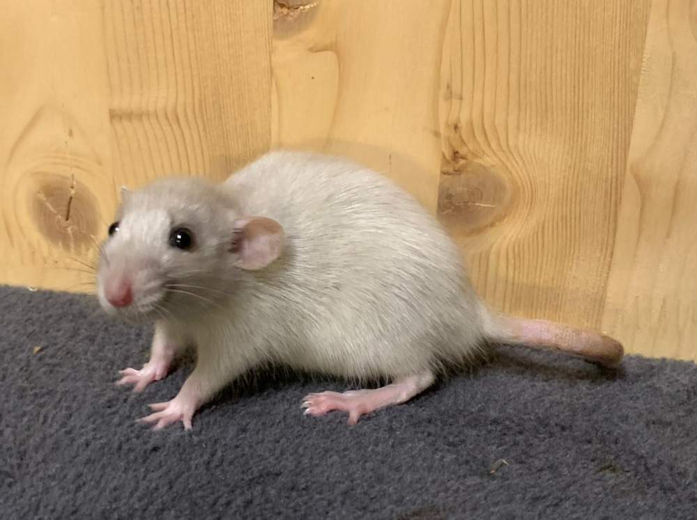 Fancy rat Breeder Rattus norvegicus 