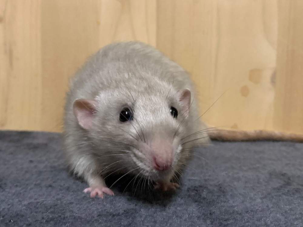 Fancy rat Breeder Rattus norvegicus 
