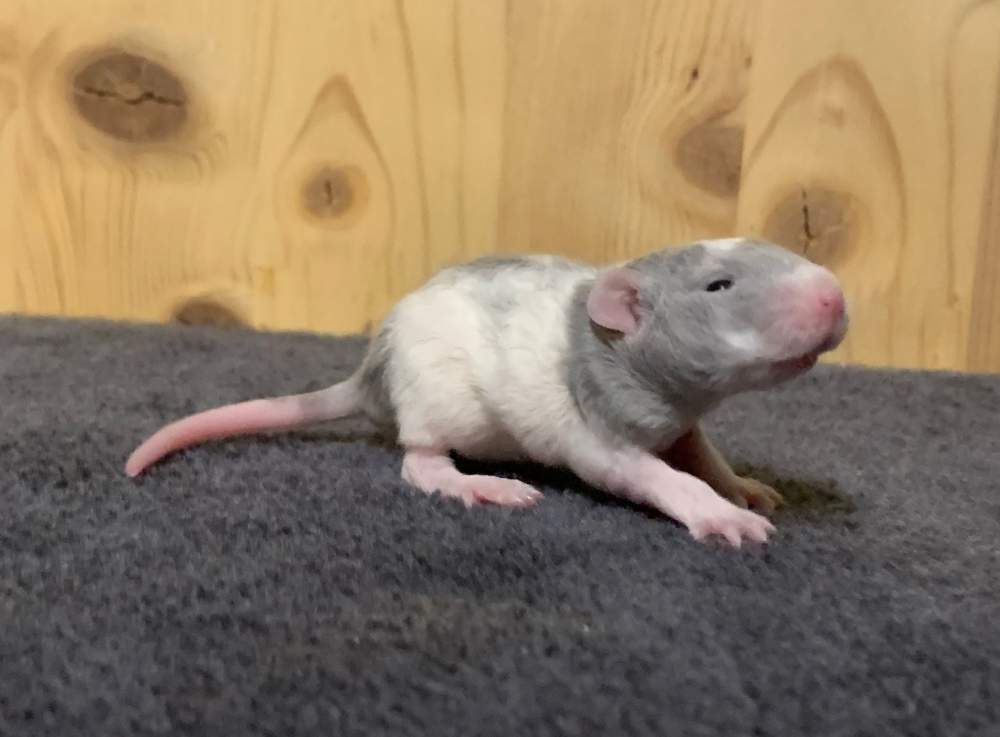 Fancy rat Breeder Rattus norvegicus 