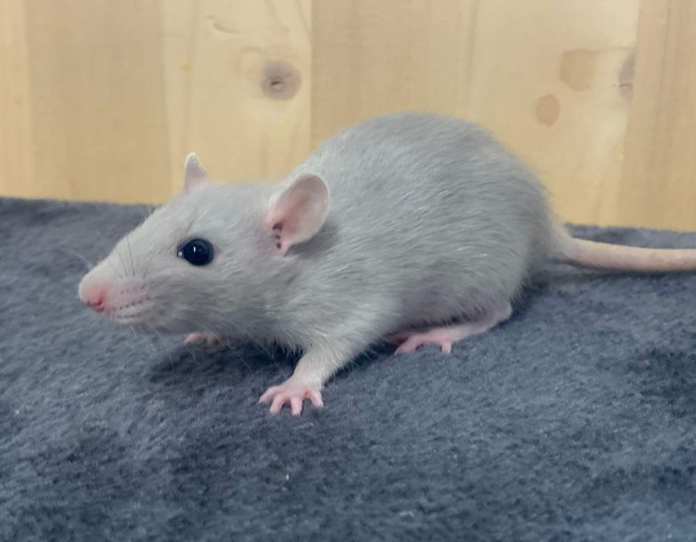 Fancy rat Breeder Rattus norvegicus 