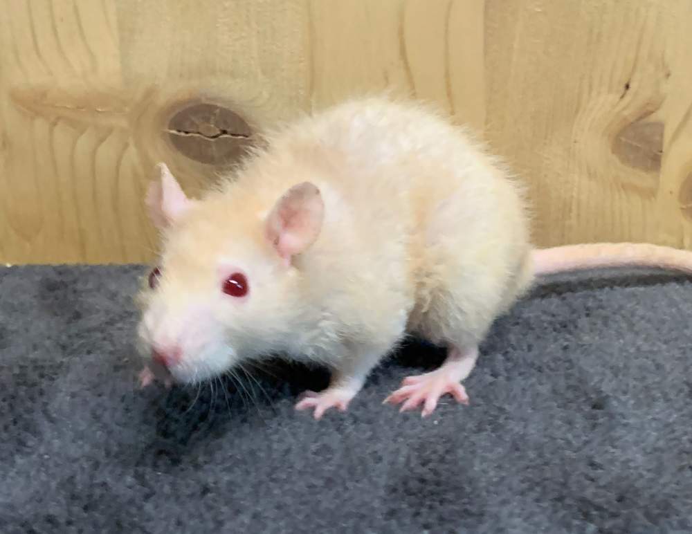 Fancy rat Breeder Rattus norvegicus 