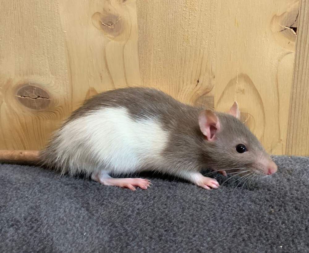 Fancy rat Breeder Rattus norvegicus 