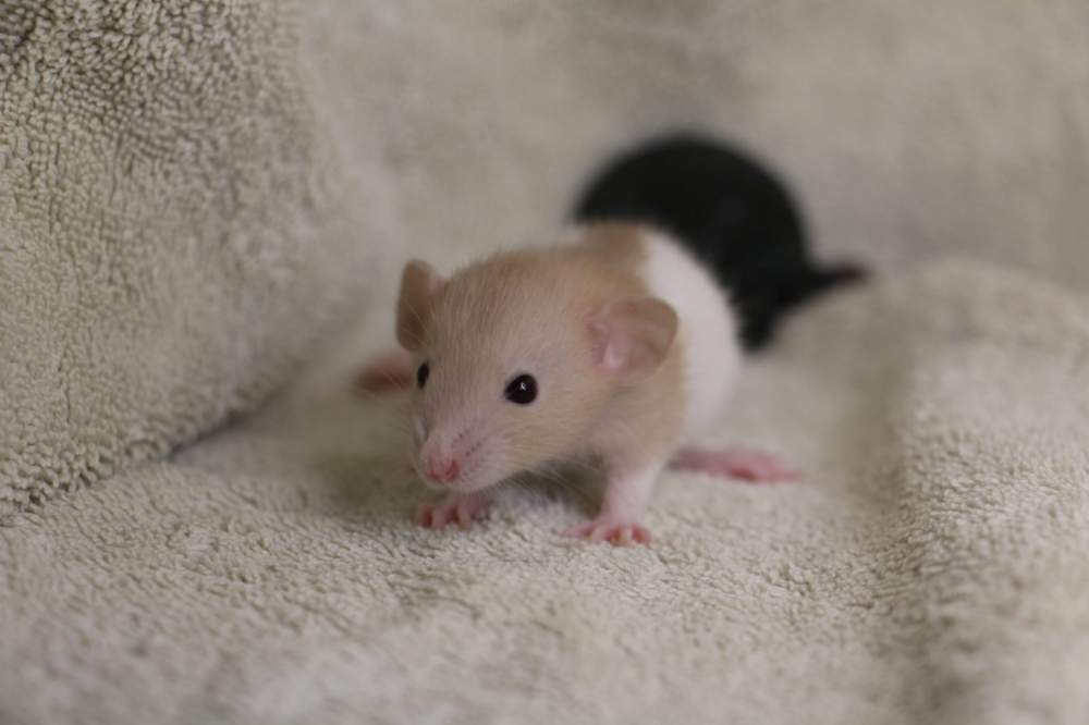 Fancy rat Breeder Rattus norvegicus 