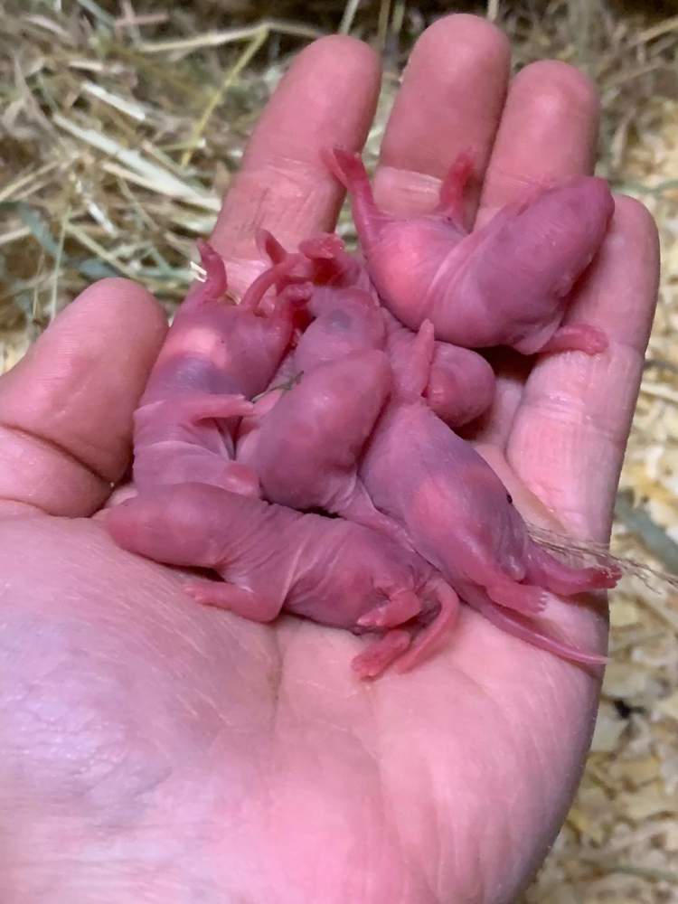 Fancy rat Breeder Rattus norvegicus 