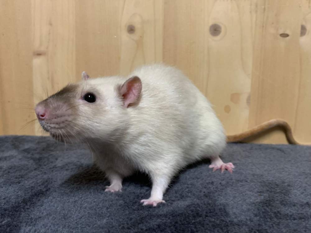 Fancy rat Retired Rattus norvegicus 