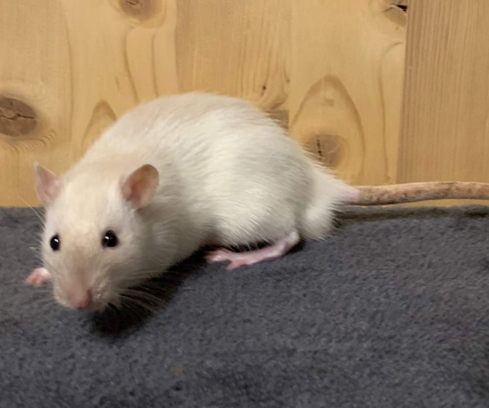 Fancy rat Breeder Rattus norvegicus 