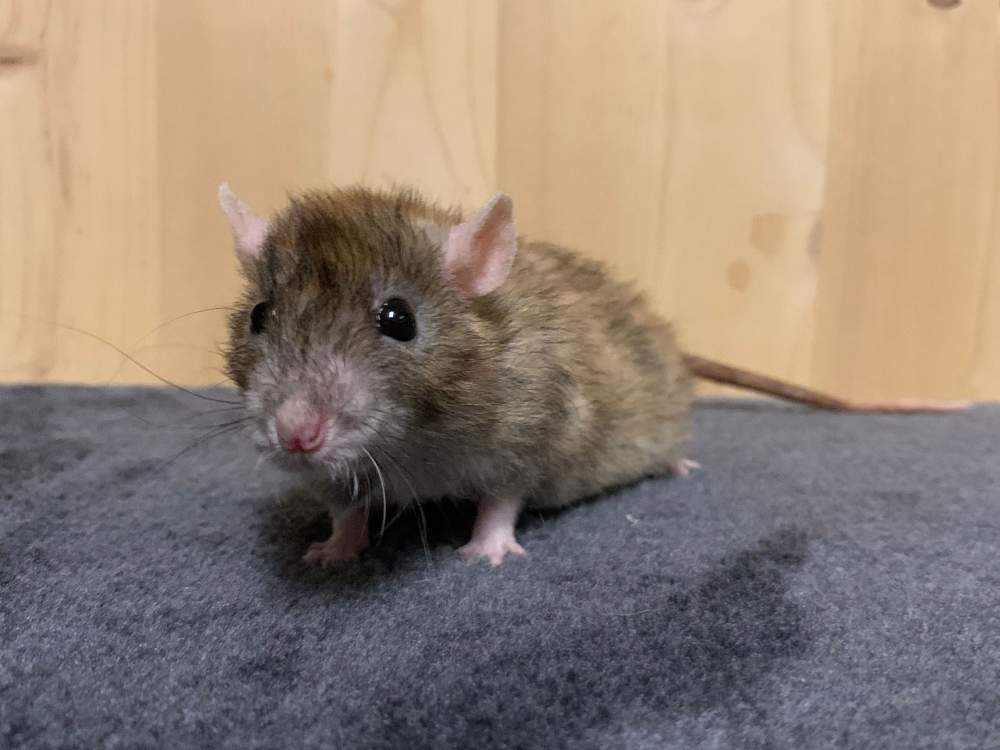 Fancy rat Retired Rattus norvegicus 