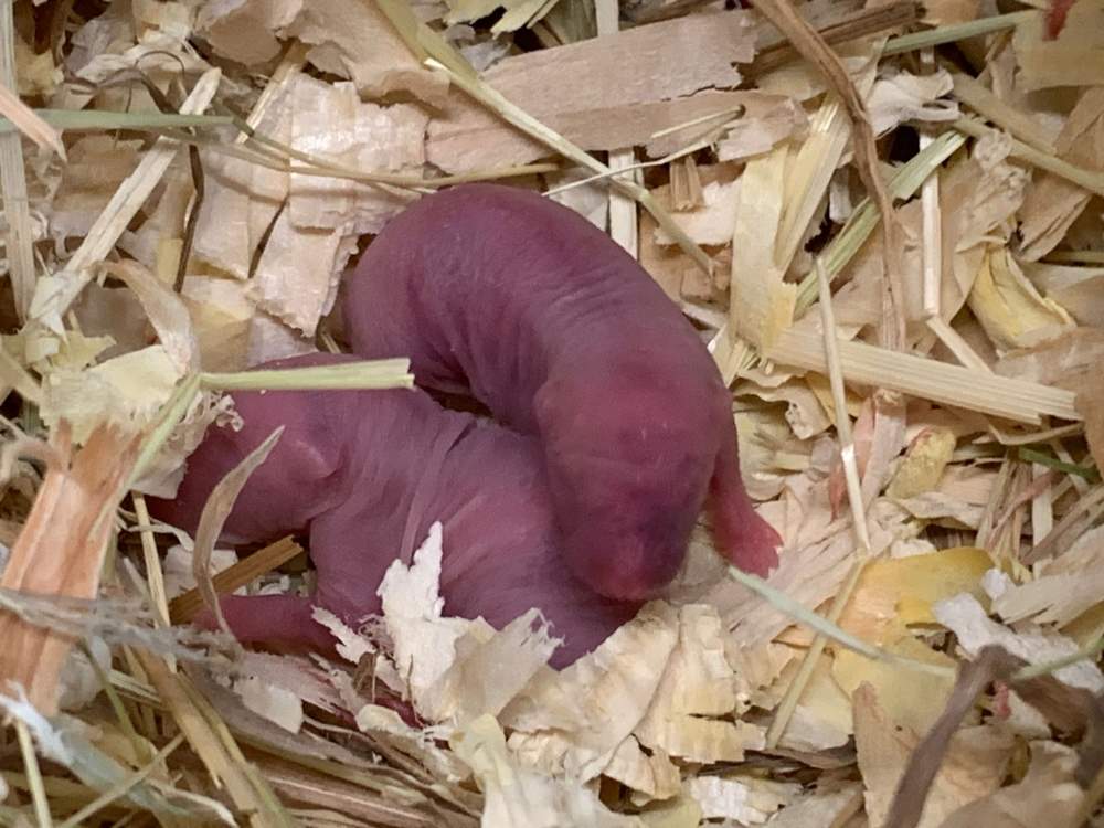 Fancy rat Breeder Rattus norvegicus 