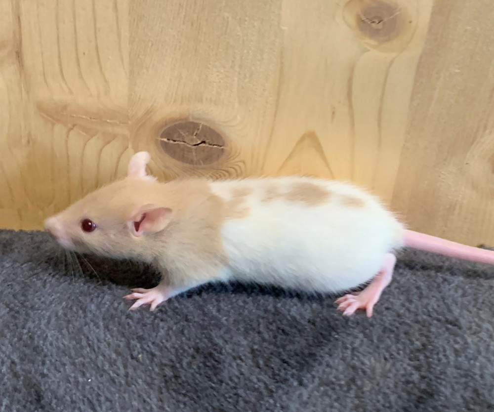 Fancy rat Breeder Rattus norvegicus 