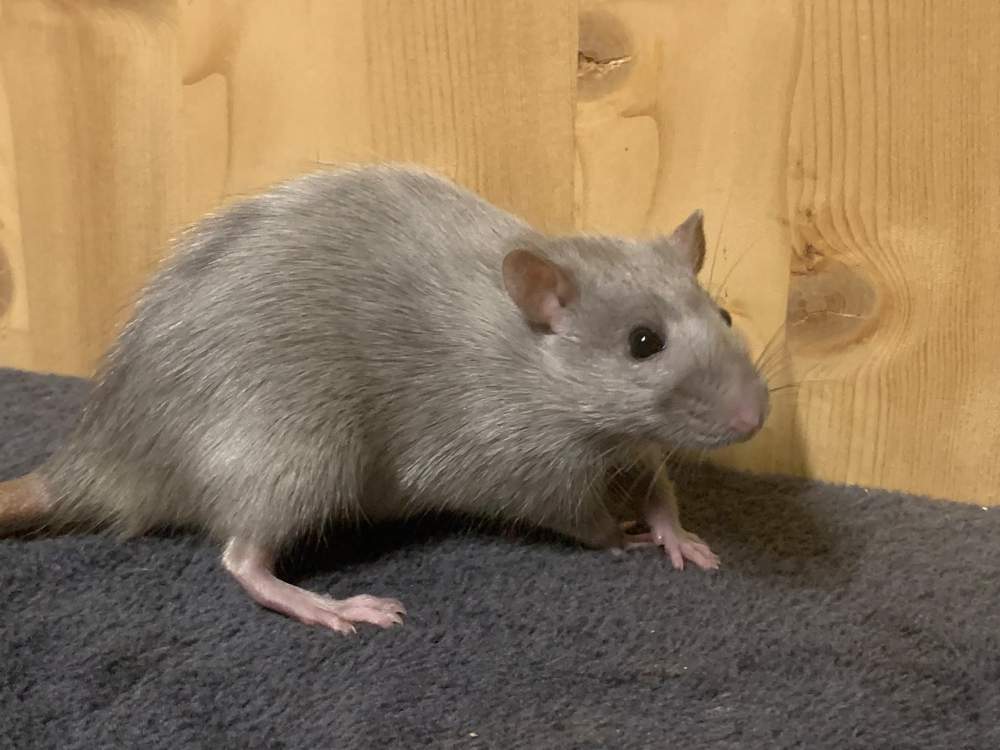 Fancy rat Breeder Rattus norvegicus 