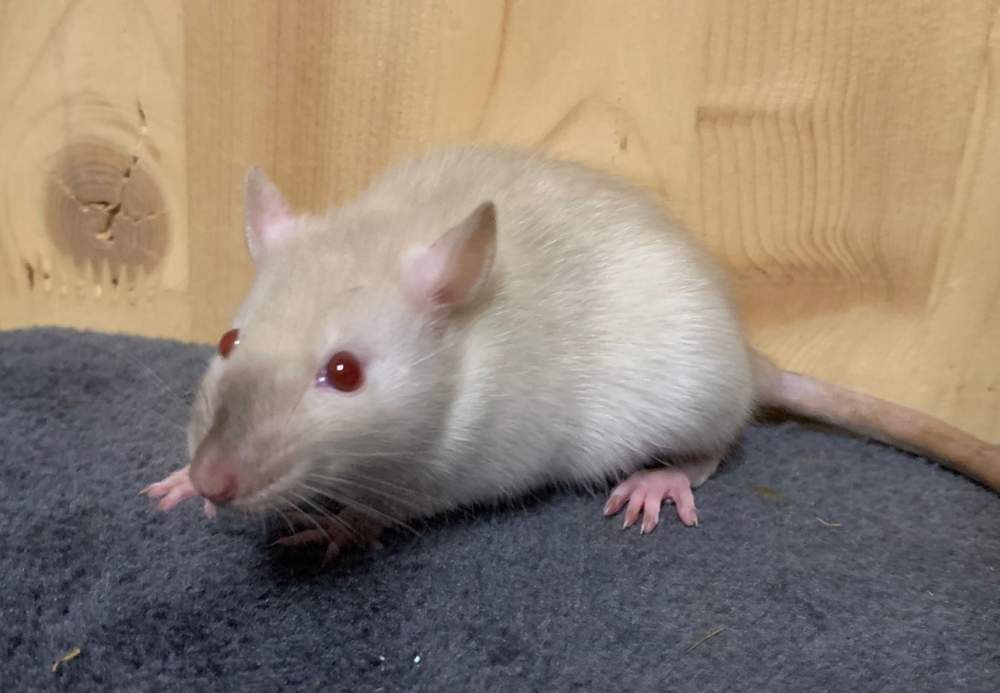 Fancy rat Breeder Rattus norvegicus 