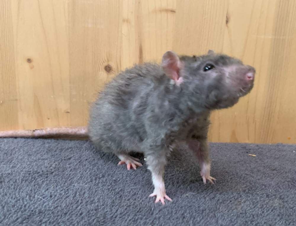 Fancy rat Breeder Rattus norvegicus 