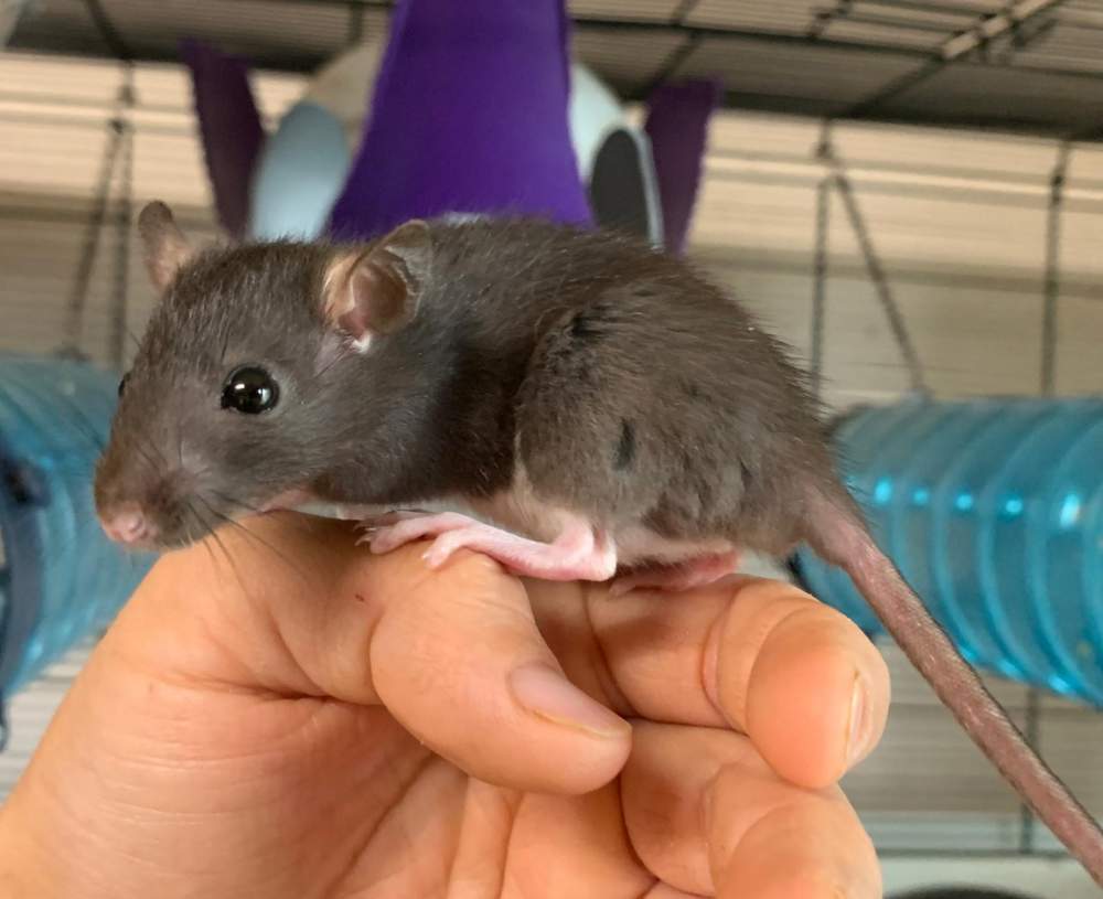 Fancy rat Breeder Rattus norvegicus 