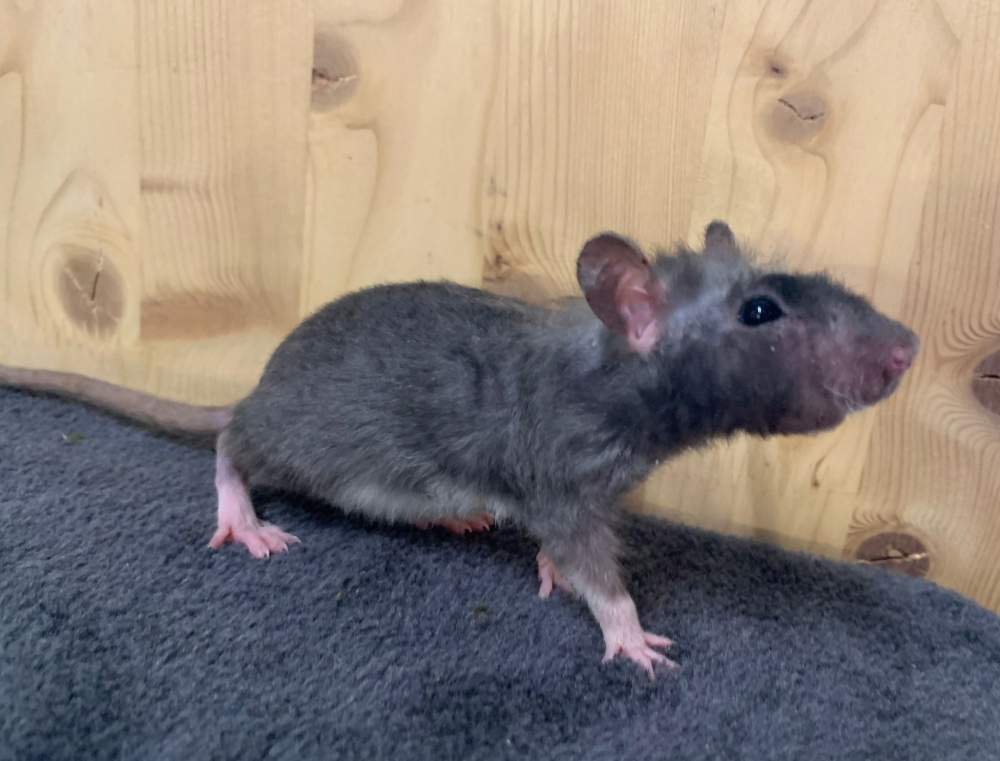 Fancy rat Breeder Rattus norvegicus 