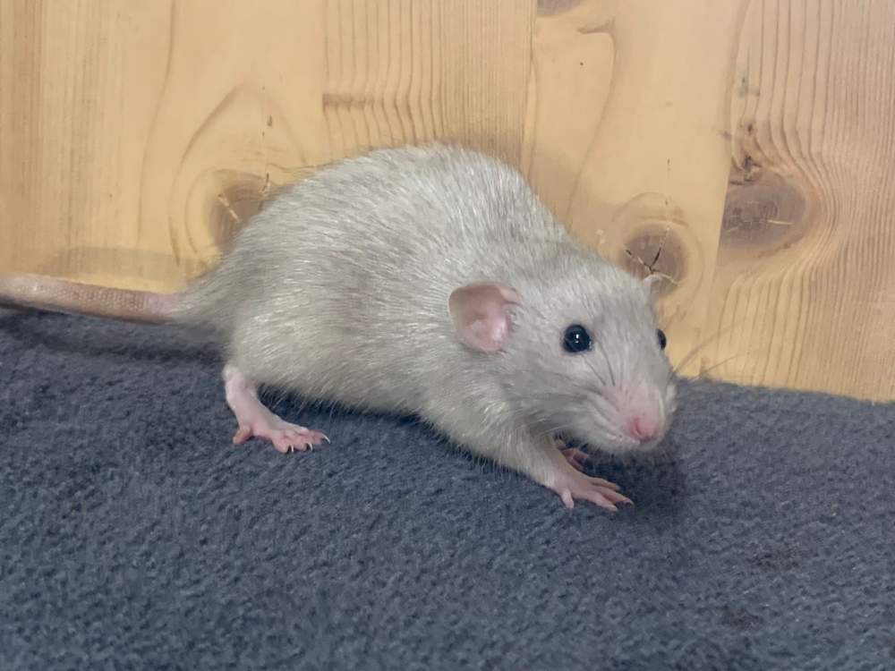 Fancy rat Breeder Rattus norvegicus 
