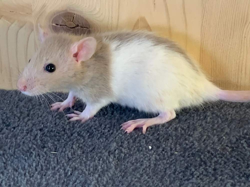 Fancy rat Breeder Rattus norvegicus 