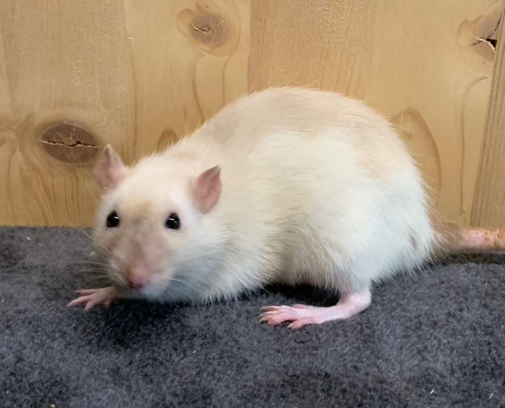 Fancy rat Breeder Rattus norvegicus 