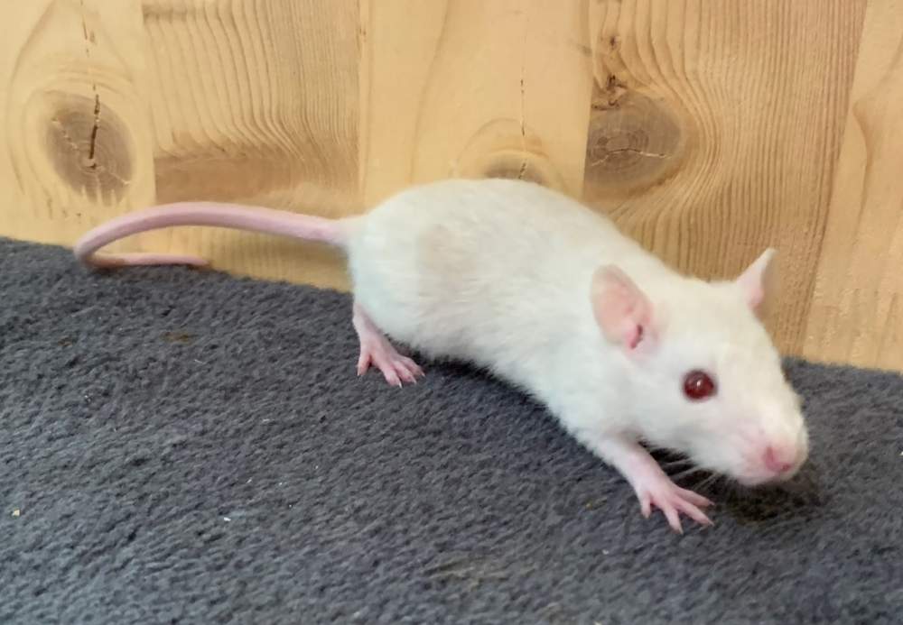 Fancy rat Breeder Rattus norvegicus 