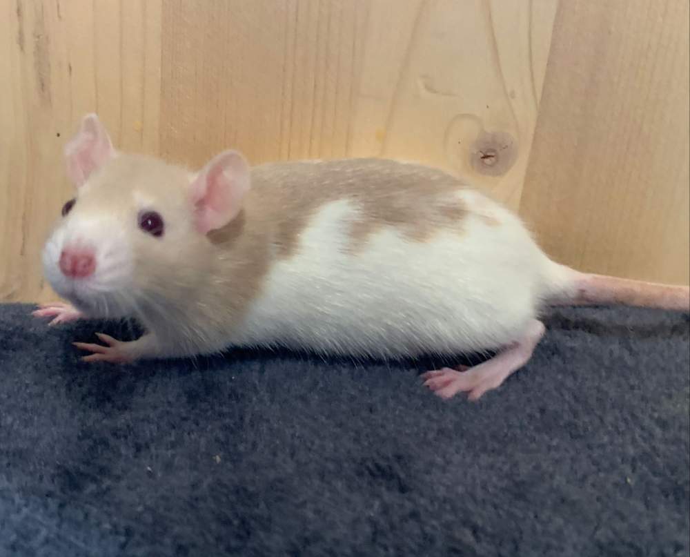 Fancy rat Breeder Rattus norvegicus 