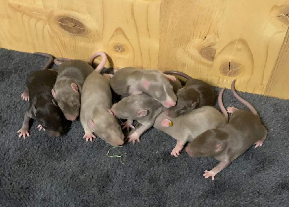Fancy rat Breeder Rattus norvegicus 