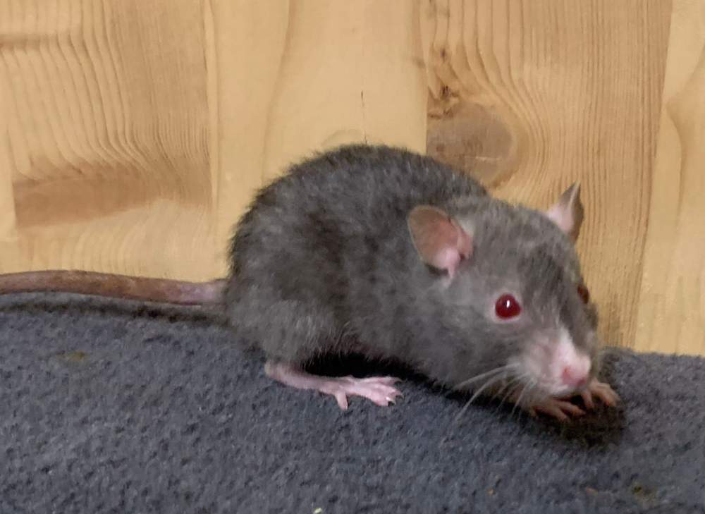 Fancy rat Breeder Rattus norvegicus 