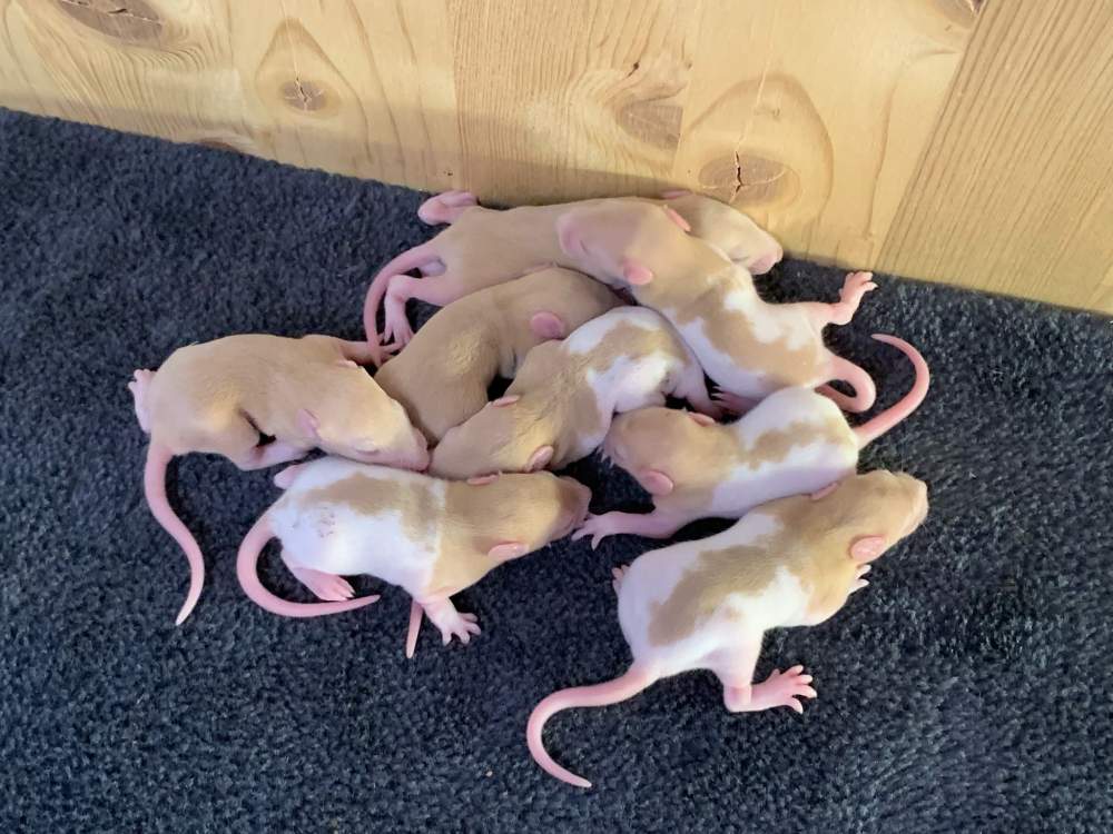Fancy rat Breeder Rattus norvegicus 