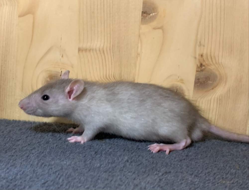 Fancy rat Breeder Rattus norvegicus 