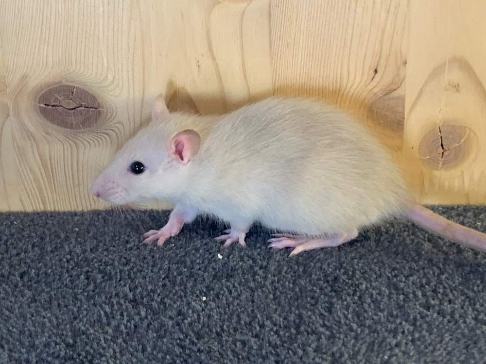 Fancy rat Breeder Rattus norvegicus 