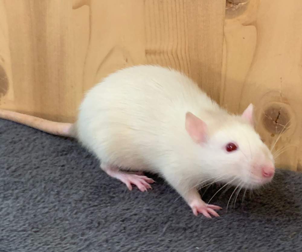 Fancy rat Breeder Rattus norvegicus 
