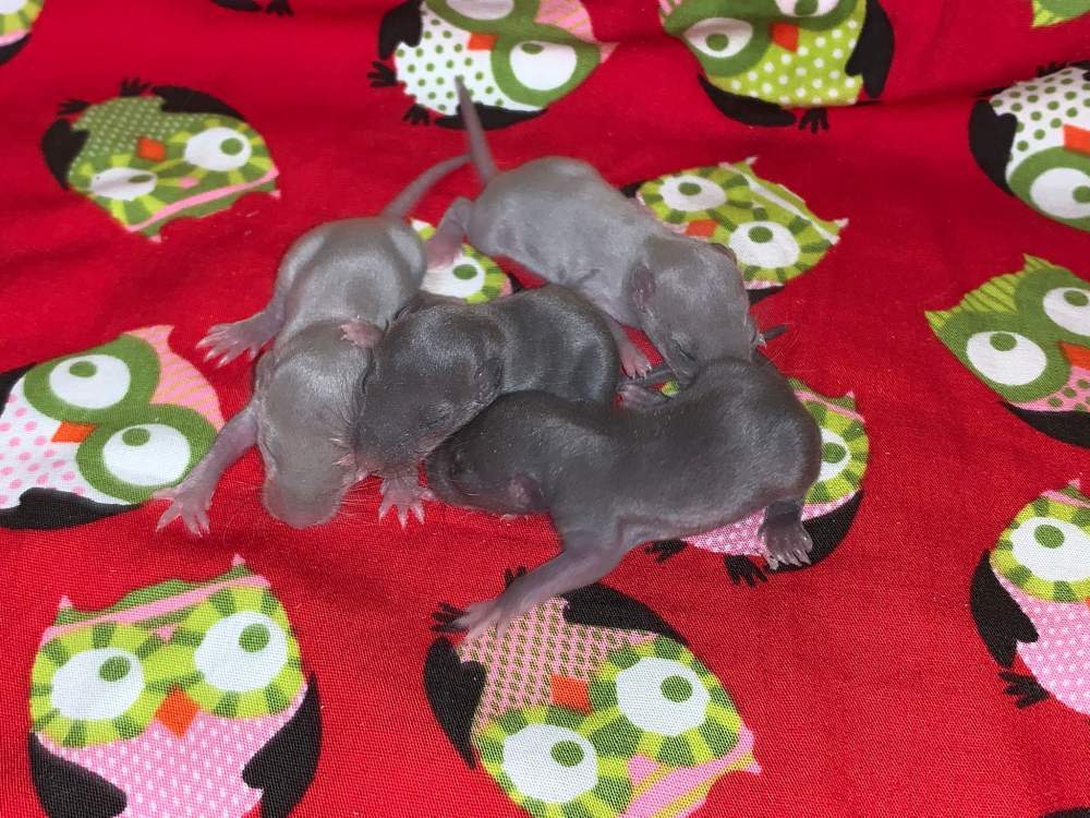 Fancy Rat Breeder CSR Wendigo 20972 fancy-rat-breeder-csr-wendigo-20972