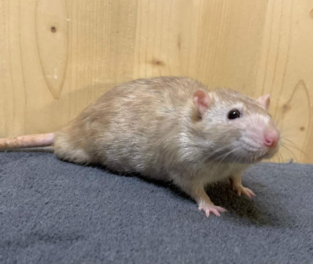 Fancy rat Breeder Rattus norvegicus 