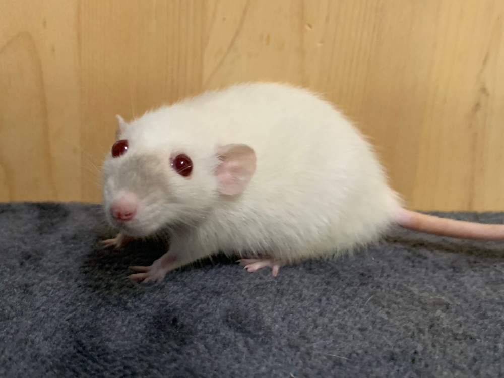 Fancy rat Retired Rattus norvegicus 