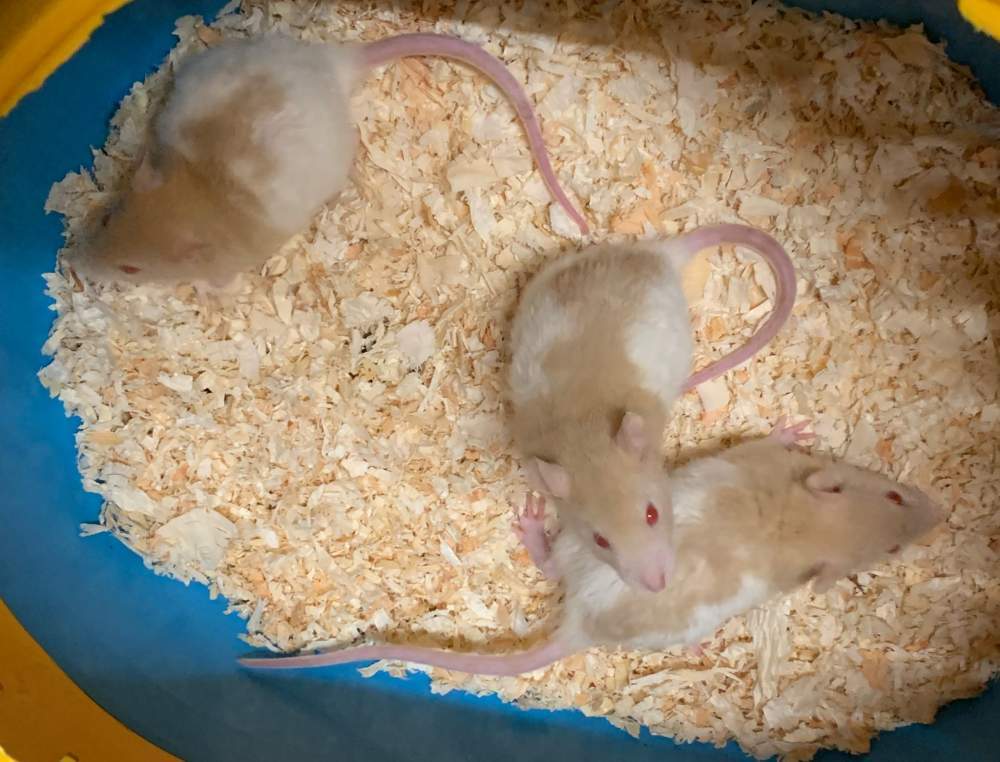 Fancy rat Breeder Rattus norvegicus 