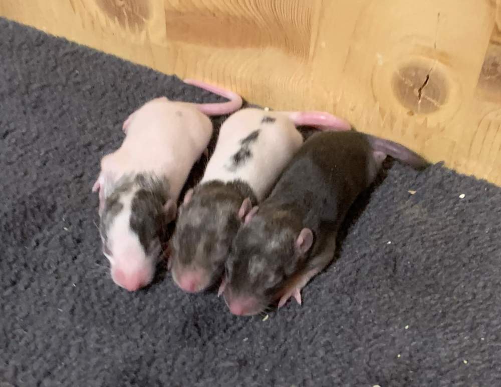 Fancy rat Breeder Rattus norvegicus 
