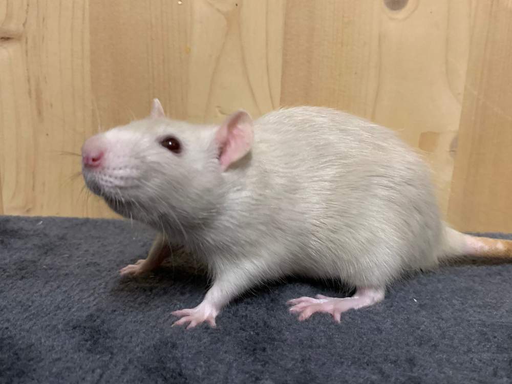Fancy rat Breeder Rattus norvegicus 