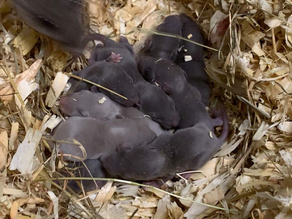 Fancy rat Breeder Rattus norvegicus 