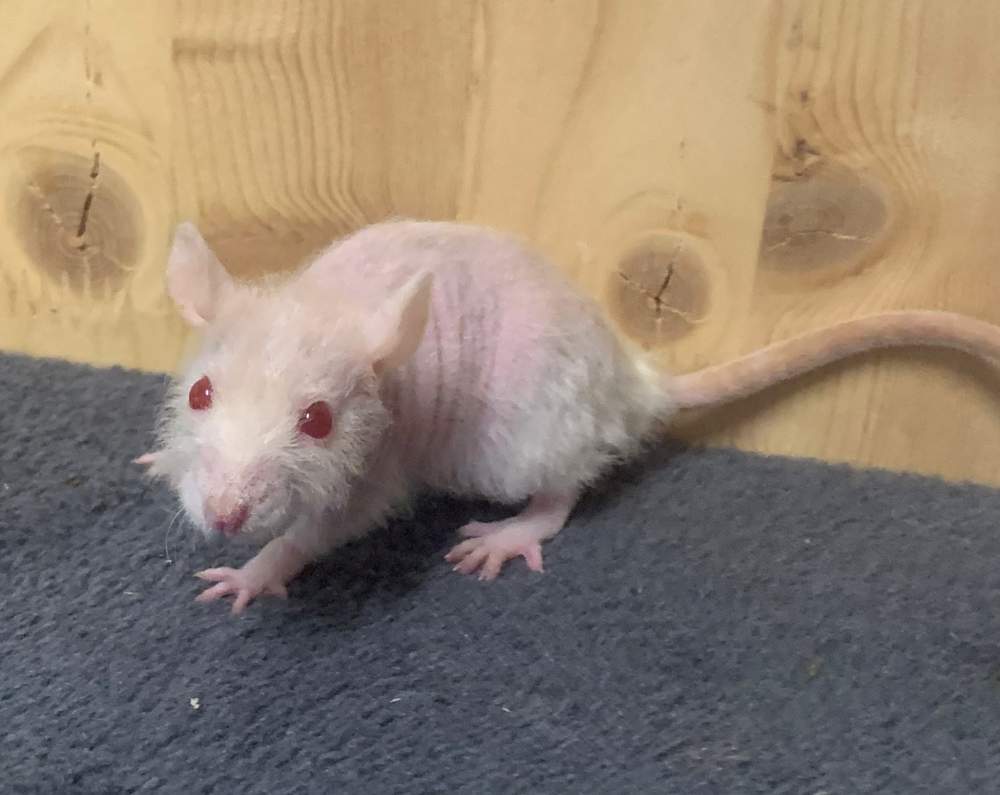 Fancy rat Breeder Rattus norvegicus 