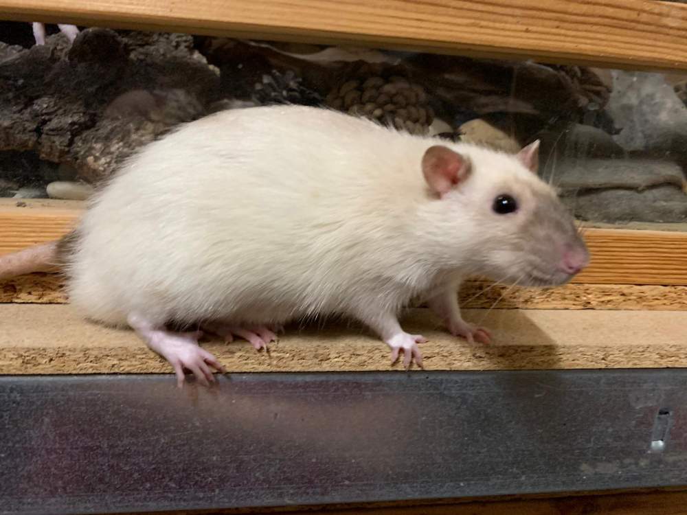 Fancy rat Breeder CSR Hades 12682